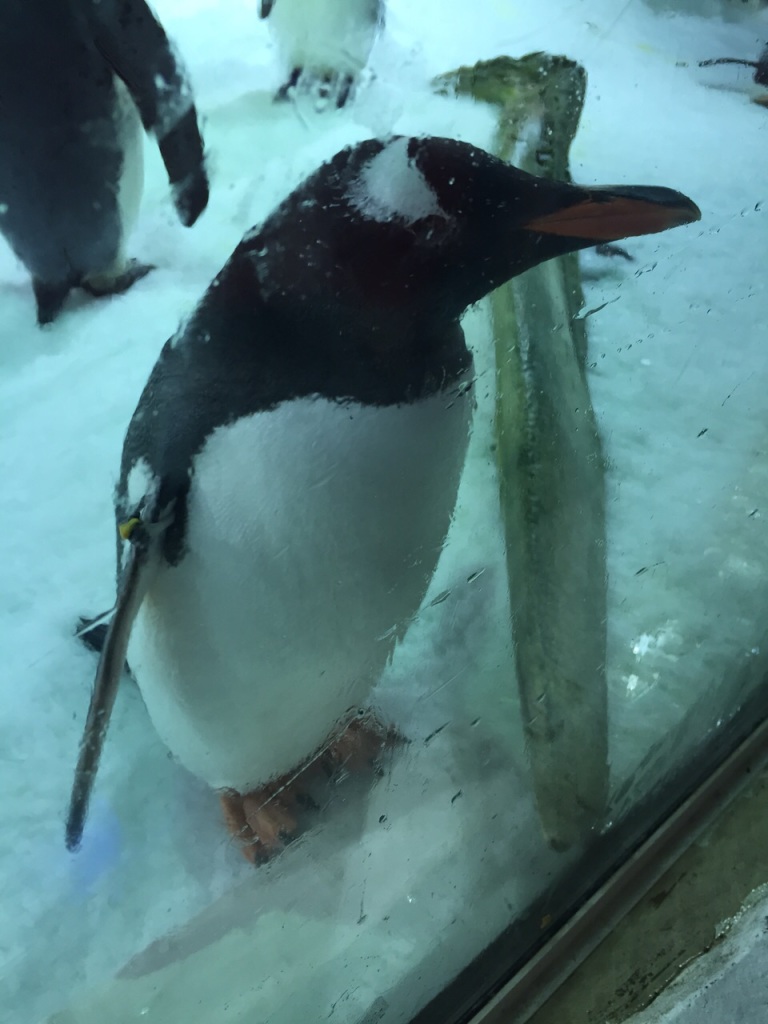 0523pinguin1