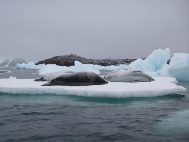 antarktis9